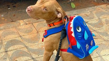 Reprodução/Instagram @seuamigopitbull