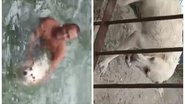 Reprodução