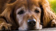 Reprodução / Pinterest