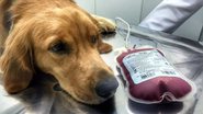 Reprodução / Pinterest