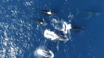 Reprodução/TV Globo