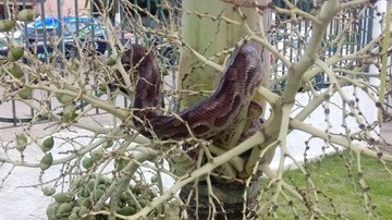 Reprodução / Forte na Notícia