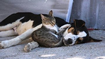 Reprodução/Anadolu