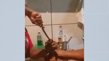 Reprodução