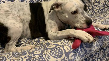 Reprodução/Twitter