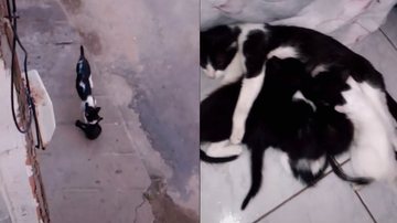 Divulgação/TikTok