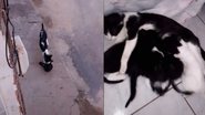Divulgação/TikTok