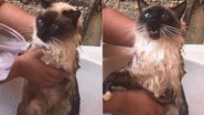 Reprodução/TikTok