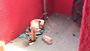 DECAT/Reprodução