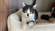 Reprodução/Clube do Gato