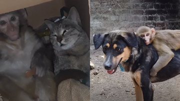 Vídeo no  mostra início de amizade entre filhotes de gato e ouriço