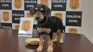 PCDF/Divulgação