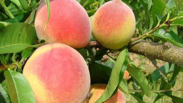 Divulgação/Embrapa