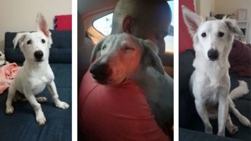 Reprodução / Portal Amigo Cão