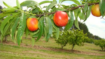 Divulgação/Embrapa
