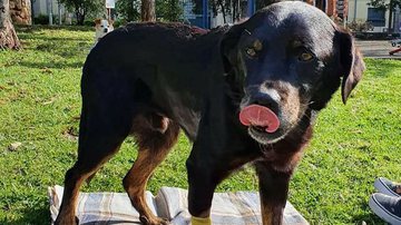 Reprodução/ONG Ajuda a Alimentar Cães