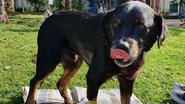Reprodução/ONG Ajuda a Alimentar Cães