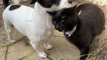 Reprodução/@sazrahproducer