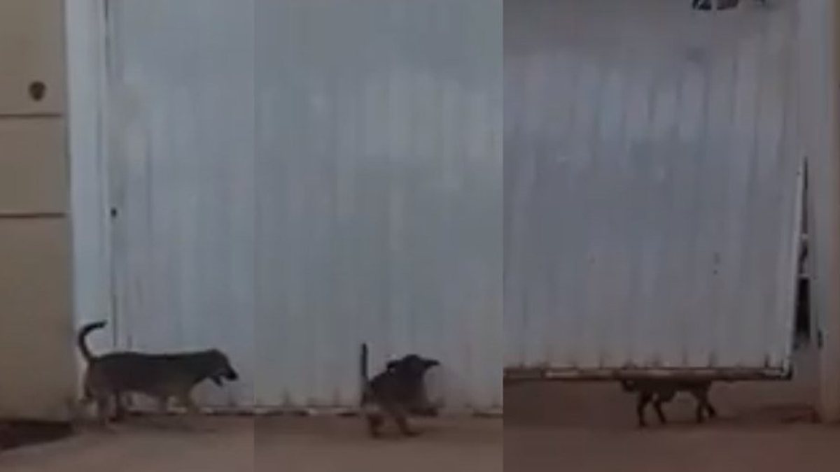 VÍDEO: gato esperto aprende a usar a campainha para entrar em casa