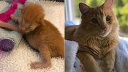 Reprodução/Amo Meu Pet