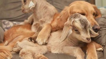 Reprodução/The dodo