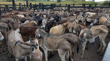 Divulgação / Polícia Civil