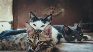 Reprodução/ Cat Club