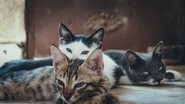 Reprodução/ Cat Club