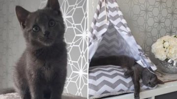 Reprodução/ Vets Now