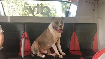 Reprodução / Redes Sociais