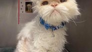 Cincinnati Animal CARE