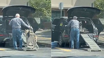 Reprodução/YouTube/ViralHog