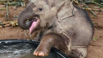 Reprodução/Facebook Save Elephant Foundation