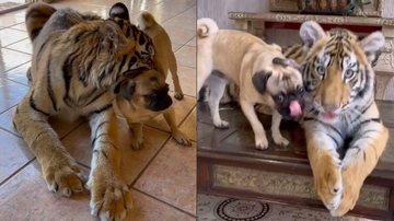 Reprodução/TikTok