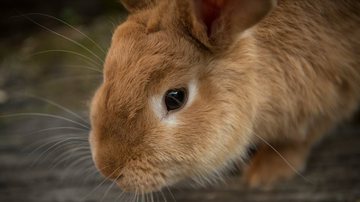 Reprodução/Pixabay