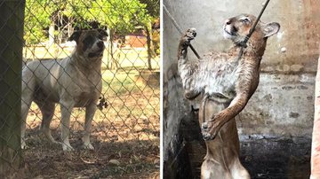 Reprodução / TV TEM