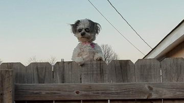 Reprodução / Twitter