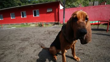 Imagem Cadela do Corpo de Bombeiros ajuda a localizar pessoas desaparecidas na Bahia