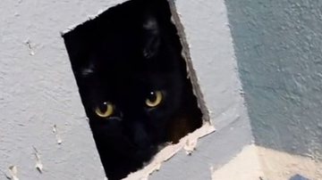 Reprodução / Tik Tok