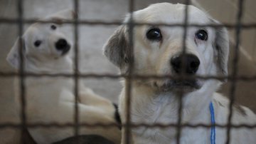 Geovana Albuquerque/ Sec de Saúde do DF