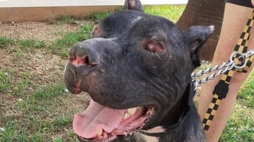 Reprodução/Redes sociais