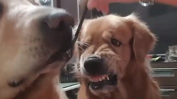 Reprodução/Redes sociais