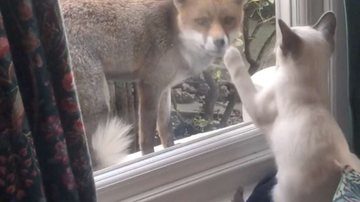 Reprodução/Twitter