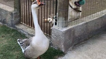 Reprodução/Redes Sociais