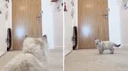 Reprodução/TikTok