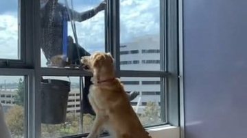 Reprodução TikTok/@pawbrey