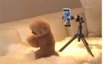 Reprodução/TikTok