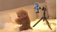 Reprodução/TikTok