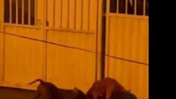 Reprodução/Redes sociais