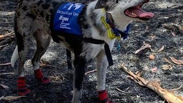 Reprodução/Facebook IFAW
